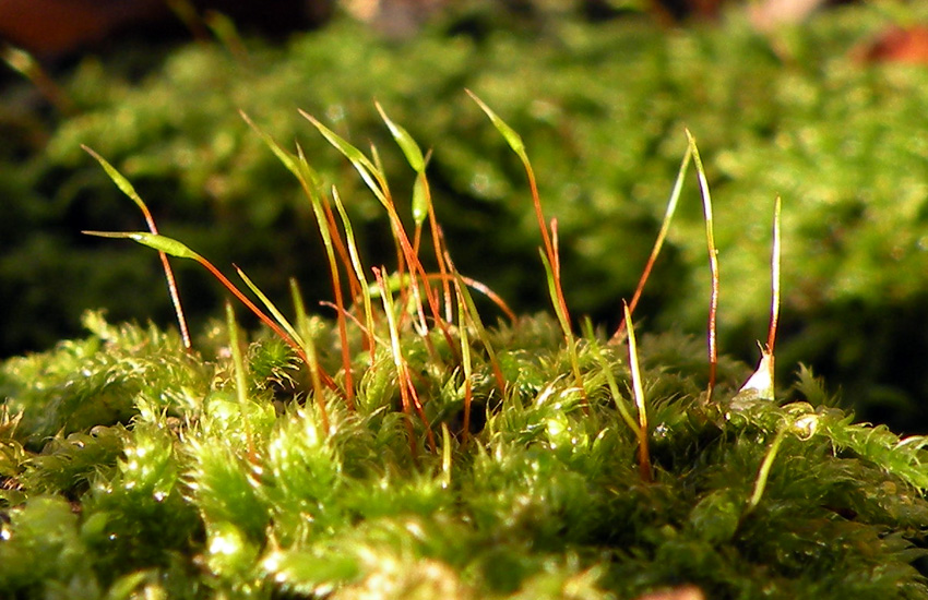 Bryophyta: dovrebbe essere Hypnum cupressiforme